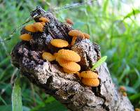 Favolaschia calocera image