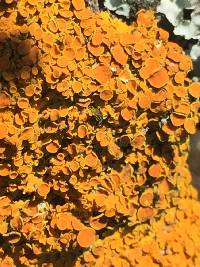 Xanthoria elegans image