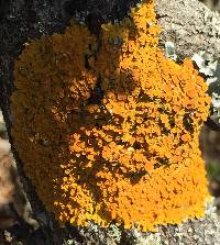 Xanthoria elegans image