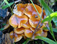 Flammulina velutipes image