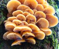 Flammulina velutipes image