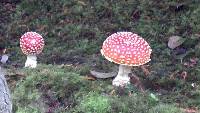 Amanita muscaria image