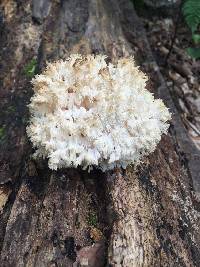 Hericium coralloides image