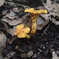 Cantharellus lateritius image