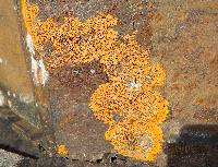 Xanthoria elegans image