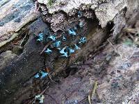 Chlorociboria aeruginascens image