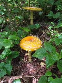 Amanita muscaria image
