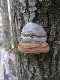 Fomes fomentarius image