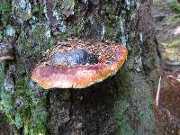 Fomitopsis pinicola image