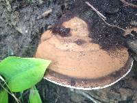 Ganoderma applanatum image