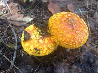 Amanita flavoconia image