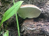 Ganoderma applanatum image