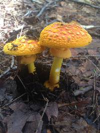 Amanita flavoconia image