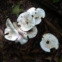 Lactarius piperatus image