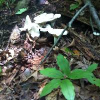 Lactarius piperatus image