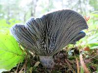 Lactarius indigo image