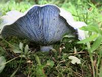 Lactarius indigo image