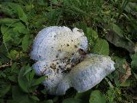 Lactarius indigo image