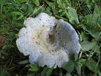 Lactarius indigo image