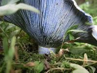 Lactarius indigo image