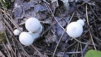 Lycoperdon perlatum image