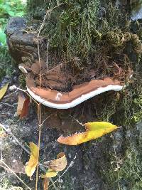 Ganoderma brownii image