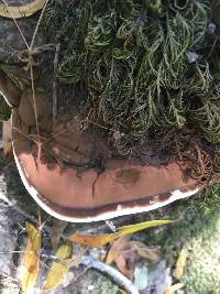 Ganoderma brownii image