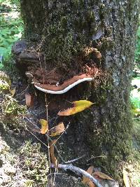 Ganoderma brownii image