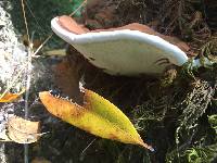 Ganoderma brownii image