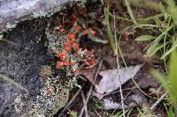 Cladonia cristatella image