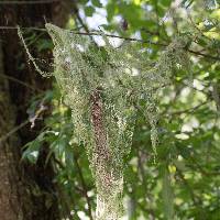 Ramalina menziesii image