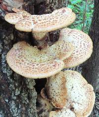 Polyporus squamosus image