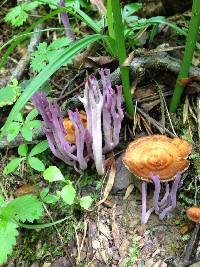 Clavaria zollingeri image