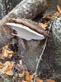 Ganoderma brownii image