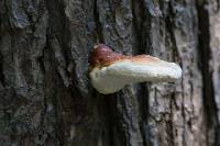 Fomitopsis pinicola image