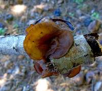 Auricularia auricula-judae image