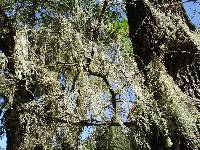 Ramalina menziesii image