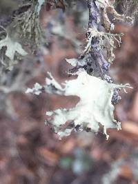 Ramalina canariensis image