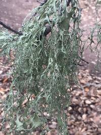 Ramalina menziesii image