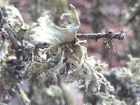 Ramalina canariensis image