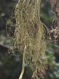 Ramalina menziesii image