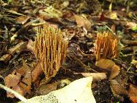 Ramaria stricta image