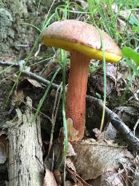 Aureoboletus auriporus image