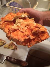 Laetiporus sulphureus image