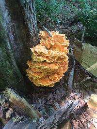 Laetiporus sulphureus image