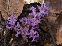 Image of Clavaria cavarae