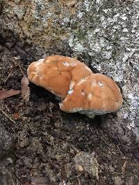 Image of Fomitopsis spraguei