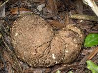 Calvatia craniiformis image