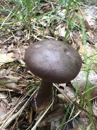 Cortinarius violaceus image