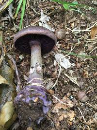 Cortinarius violaceus image